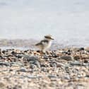 A ringed plover chick at Seahouses.