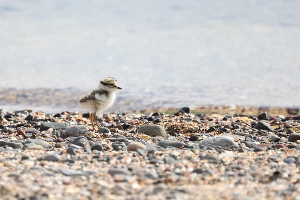 A ringed plover chick at Seahouses.
