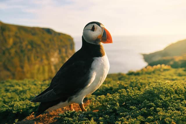 A puffin captured on camera while on location with Sir David Attenborough for the BBC show Wild Isles. Image: BBC/Silverback Films/Alex Board