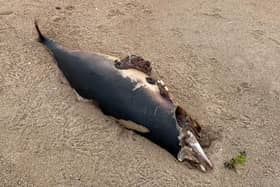 The remains of a dolphin found on Warkworth beach. Picture: Dr Alan Geere