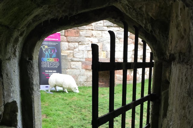 The programme included a a ‘Find the Illuminated Sheep’ trail.