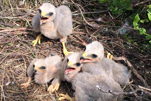 2021 has been a good year for rare Hen Harrier chicks in Northumberland, with 18 youngsters fledged from five nests on Forestry England land and two private estates. Picture by Martin Davison/Forestry England.