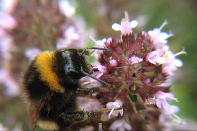 Close up of a bumblebee in Castle Vale park, by Michal Stangret.