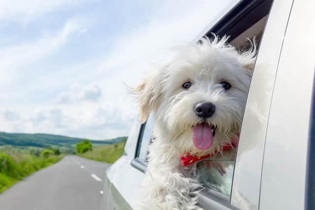 A cheerful puppy representing how easy it is to work with Northumbria Cars.