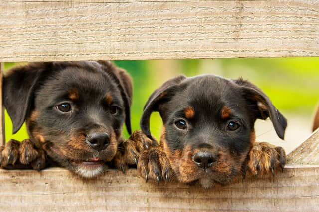 Puppies, like these young Rottweilers, can be affected by lockdown.