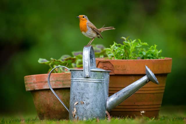 A robin on a watering can. Picture: Jon Hawkins