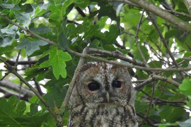A tawny owl perches on the branch of tree.