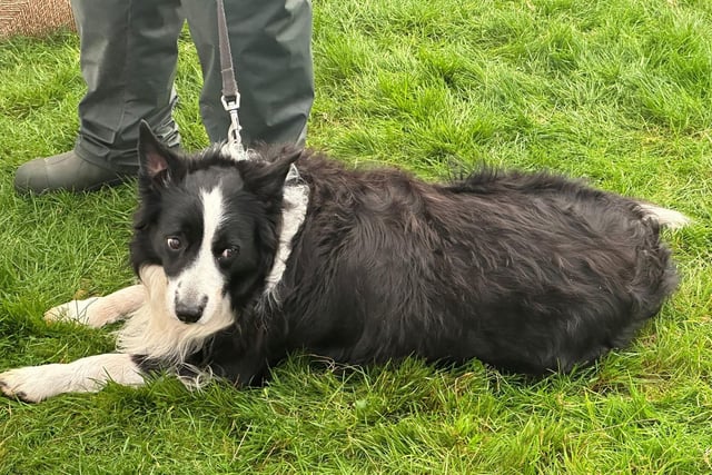 A sheepdog at home in the countryside setting.