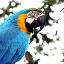 Macaws could be coming to the Northumberland Country Zoo. Picture: Pixabay