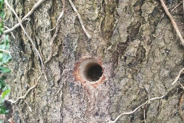 Poisoning is suspected where a hole was drilled into a tree in Wooler.