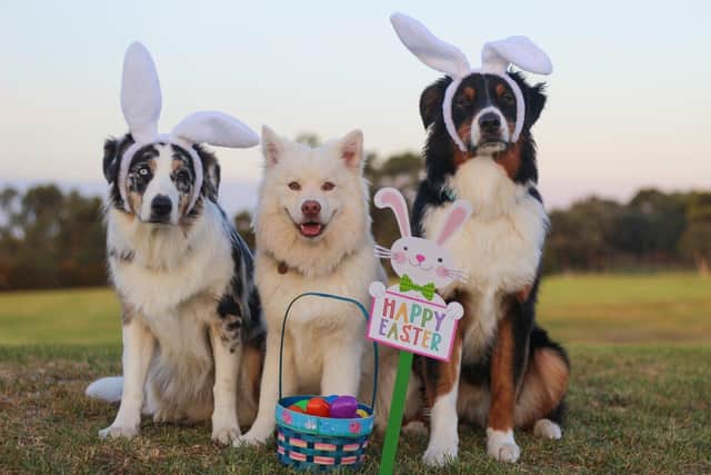 Easter doggies.