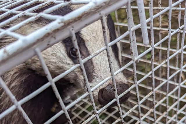 The rescued badger. Picture: RSPCA