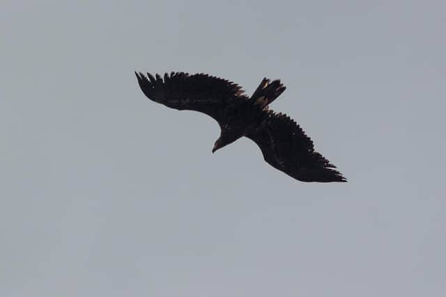 Immature White-tailed Eagle flew over Howick on March 31. Picture by Stewart Sexton