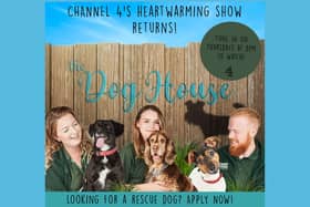 Are you looking for a rescue dog? This could be the show for you! Picture: Five Mile Films.