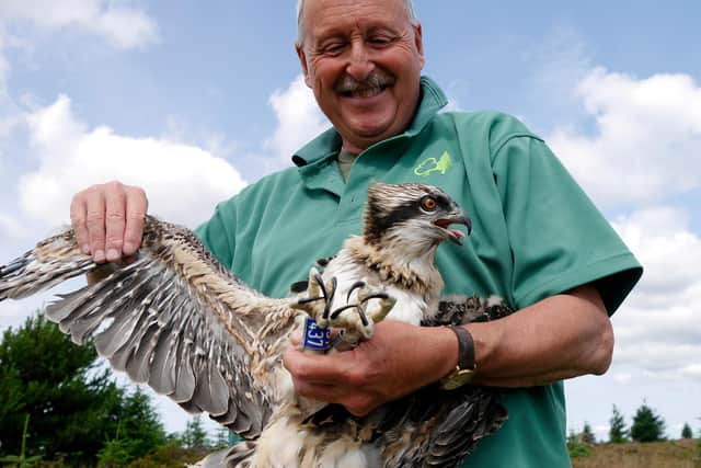 Forestry England ornithologist Martin Davison rings 38 day old osprey chick Elsin in Kielder Water and Forest Park.  Elsin is one of the first to be born to a father who himself hatched in the 155,000 acre Northumbrian beauty spot since the once extinct creature returned in 2009.