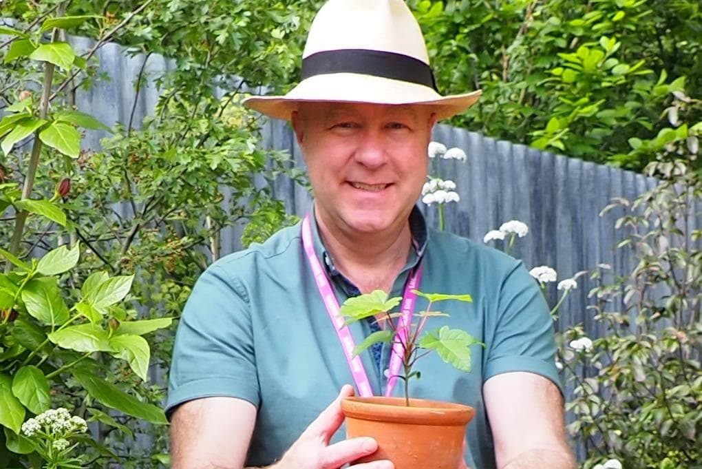 First nurtured seedling from Sycamore Gap tree in Northumberland gifted to King Charles by National Trust - Vimarsana News