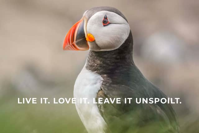 A puffin on the Farne Islands.