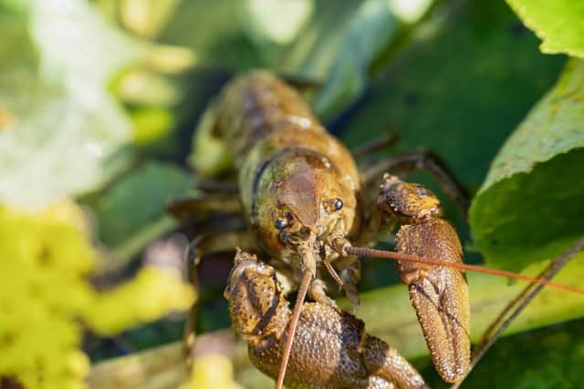 The UK's only native crayfish.