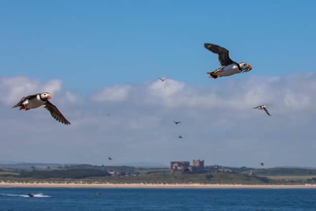 The Farne islands puffins welcome back visitors, whilst the National Trust Rangers carry out puffin count and island maintenance. July 15 2021. Picture: SWNS