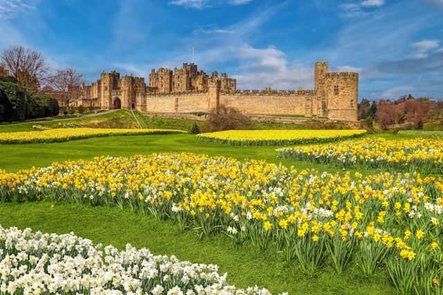 The daffodil display at Alnwick Castle was praised.