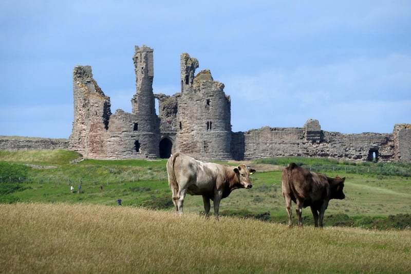 The magnificent ruins of Dunstanburgh Castle sit on the Northumberland coast. The castle was built at a time when relations between King Edward II and his most powerful baron, Earl Thomas of Lancaster, had become openly hostile. Lancaster began the fortress in 1313. It is open as usual with the exception of the seaward side tower. Advance booking of tickets is essential. Visit https://www.english-heritage.org.uk/visit/places/dunstanburgh-castle/