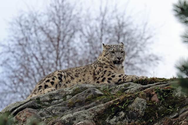 The two snow leopards will be arriving soon.