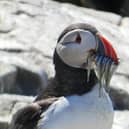 A puffin eating sandeels on the Farne Islands.