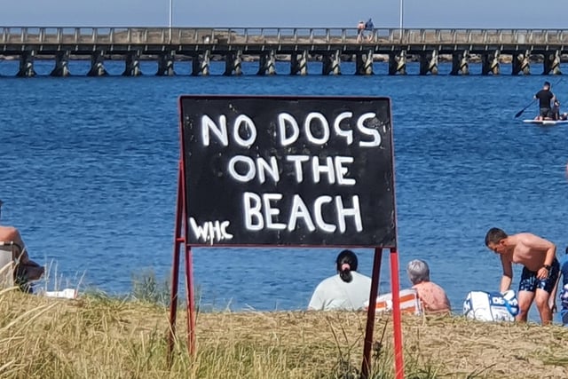 Sorry pooch! No dogs allowed here.