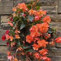 Floral displays to enjoy well into autumn period