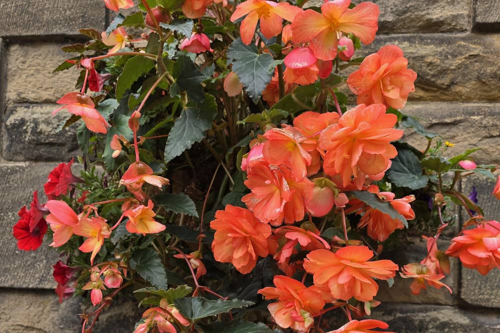 A beautiful begonia.