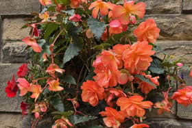 A beautiful begonia.