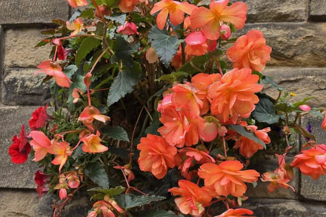 A beautiful begonia.