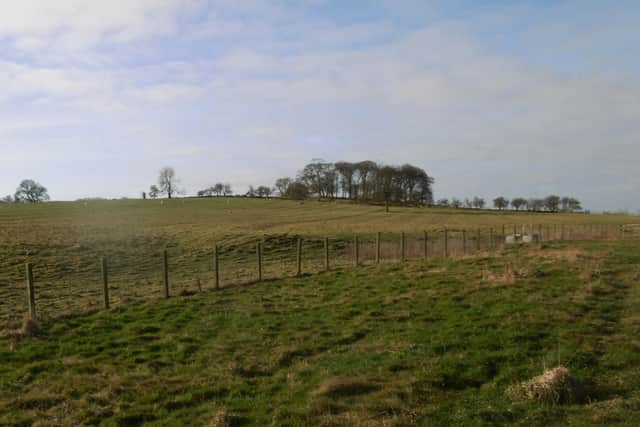 Rig and furrow and a copse.