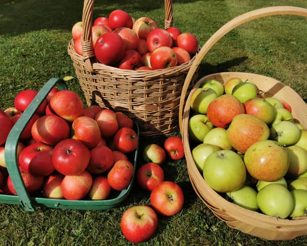 Our apple harvest. Picture by Tom Pattinson.