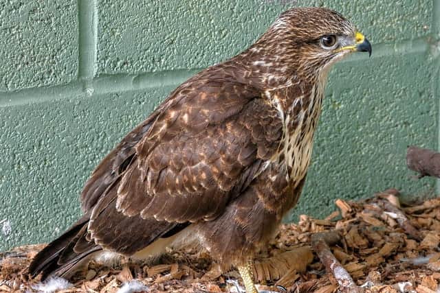 The rescued buzzard now fed and ready to go.