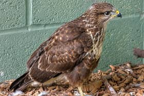 The rescued buzzard now fed and ready to go.