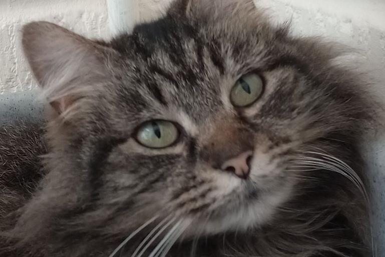 Dolly is looking for her forever home. She is a loving cat who likes to explore the outdoors. Over the years at BARK Dolly has had a few lumps and bumps, whch have been removed, but her new loving owners will need to keep an eye out.