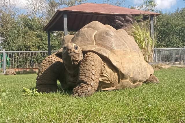 Giant tortoises will be among the attractions.