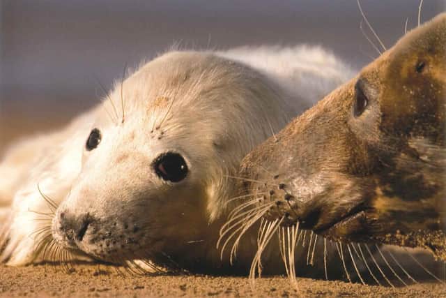 Atlantic Grey Seals. Picture by George Ledger.