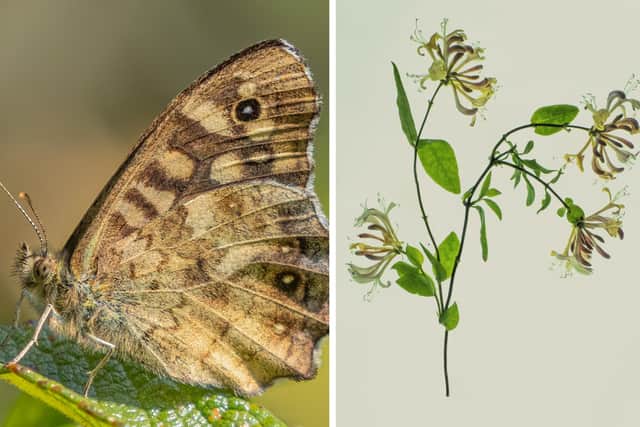 Speckled Wood Butterfly by Glyn Trueman, left, and Honeysuckle by Sue Dawson.