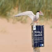 Arctic terns at Long Nanny, on the Northumberland coast. Picture: Mandy Fall