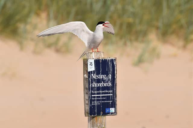 Arctic terns at Long Nanny, on the Northumberland coast. Picture: Mandy Fall