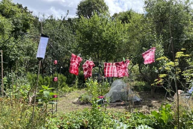 Park Road Allotments. Credit: Arianne Duch