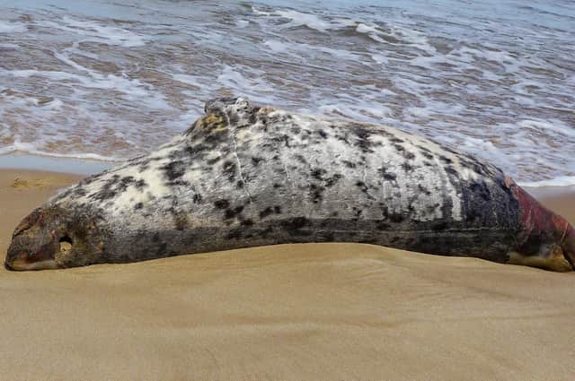 A dead seal spotted in Warkworth last summer/ Credit: Weirdly Natural Photography