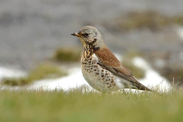 A Fieldfare pictured on the coast by Ian Fisher of Cahow Photography.