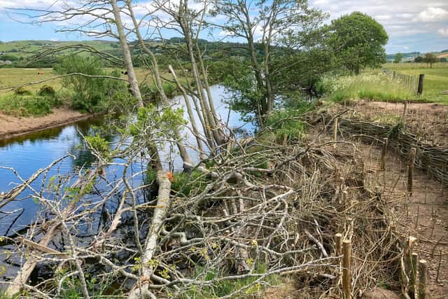 Willow barriers on the River Coquet seen from the west. Picture by Katie Scott