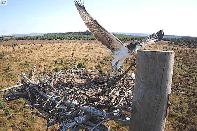 Elsin taking off from Nest 5A at Kielder Water & Forest Park for the first time. Picture by Forestry England