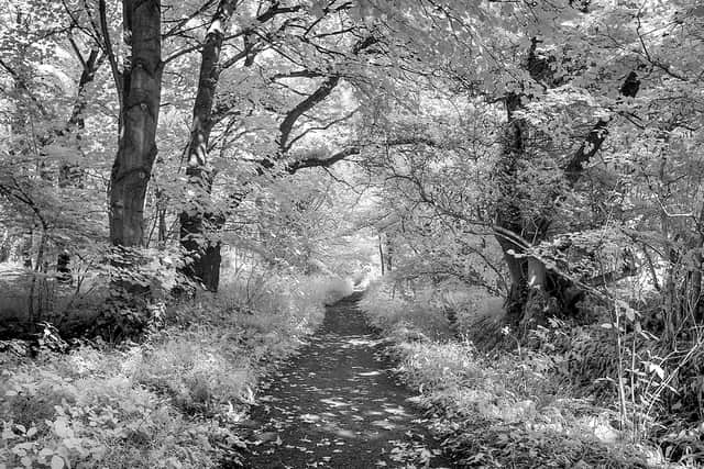 A path through the woods by John Thompson.
