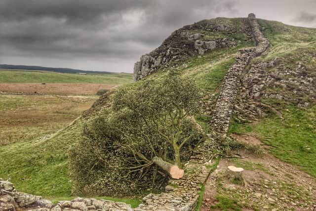 The fallen tree at Sycamore Gap. Picture: Northumberland National Park/Gary Pickles
