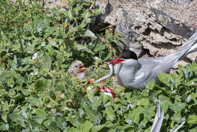 Tern feeding a chick on the Farne Islands. Picture: National Trust/Richard Scott
